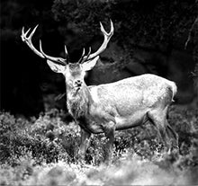 Load image into Gallery viewer, Night Owl iGEN 20/20 Day/Night Vision Monocular (3X) - Tenyps - Spy Gear, Kids Spy Toys, Anti Spy Tools